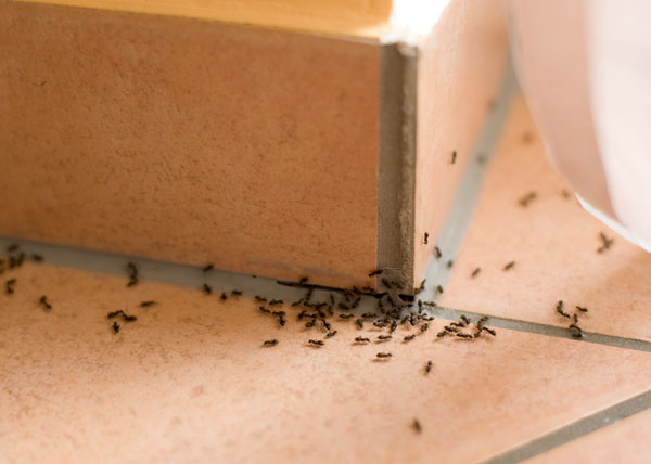 A group of black ants on a tile floor.