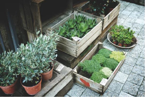 A group of potted plants arranged as garden decoration in wooden crates.