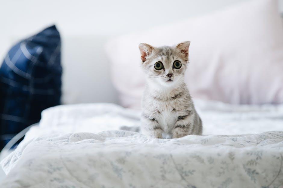 A kitten is sitting on top of a bed.