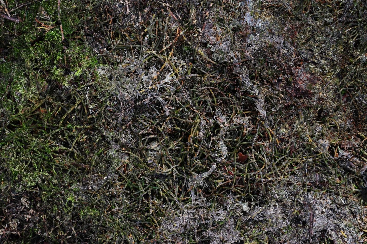 A close up of a moss covered rock with white fungus.