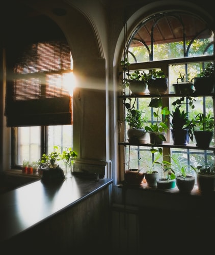 A fashionable home with potted plants and a sunlit kitchen.