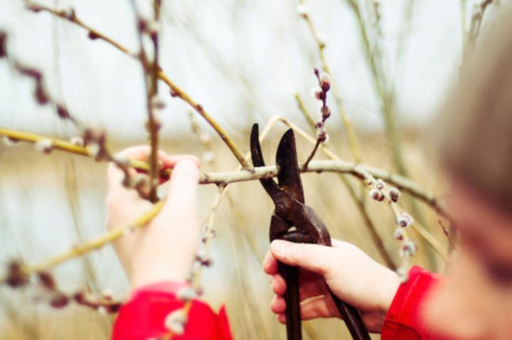 A child is using a pair of scissors for winter pruning.