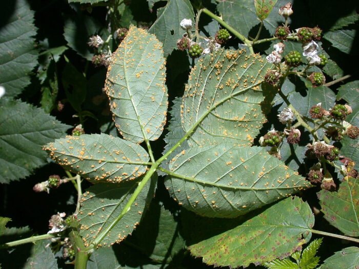 A leaf with brown spots in a garden.