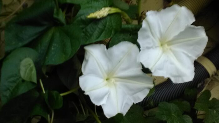 Two white flowers on a plant in a balcony garden.