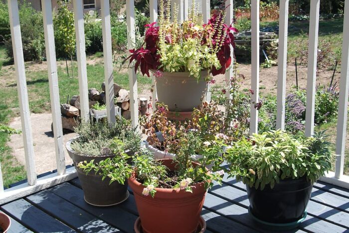 A Balcony Garden with potted plants on a deck.
