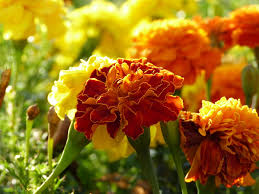 Orange and yellow flowers in a garden.
