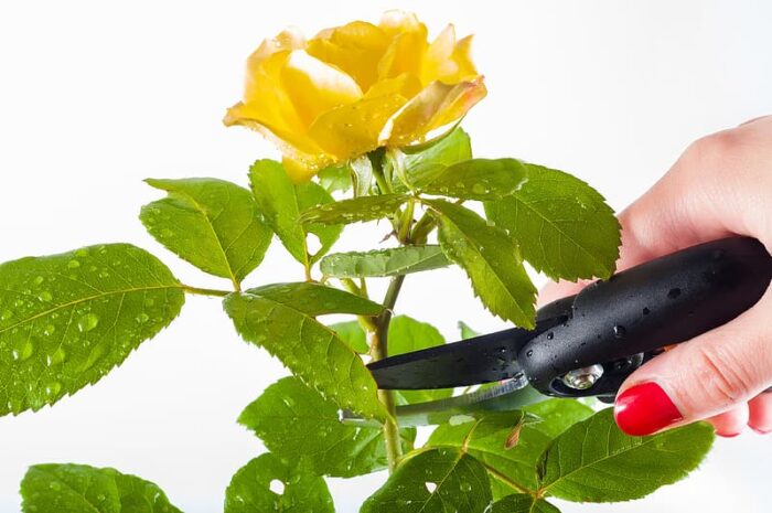 A person maintaining a garden by cutting a yellow rose with scissors.
