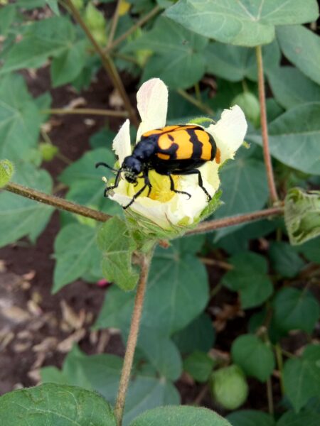 A yellow and black beetle helps maintain garden plants by sitting on a flower.