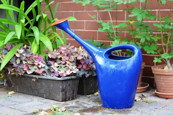 A blue watering can for maintaining garden plants.