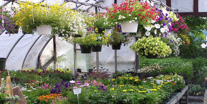A hanging garden filled with baskets of flowers.