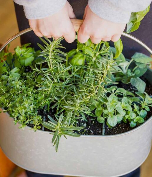 A person with an Herb Garden idea holding a bucket with herbs in it.