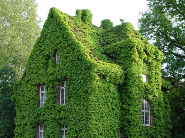 A house with a green wall.