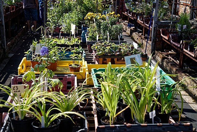 A row of potted plants in crates at a garden centre, specifically showcasing a kitchen garden.