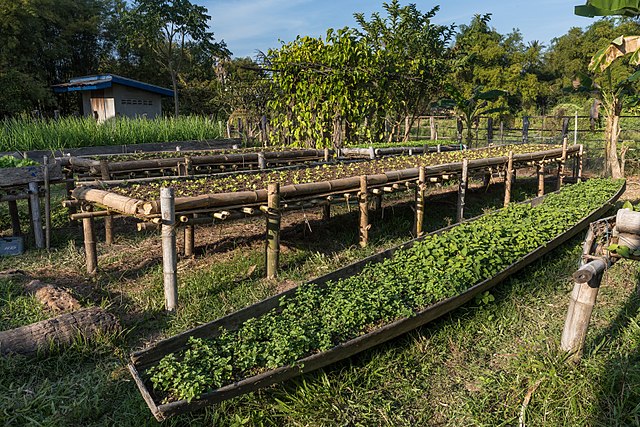 A row of kitchen-garden bamboo rafts with vegetables growing on them.