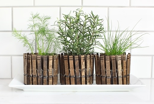 Three herb planters on a white plate.