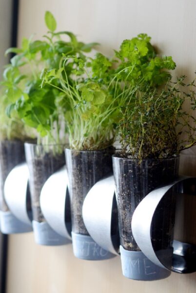 Four pots of herbs hanging on a wall, a creative herb garden idea.