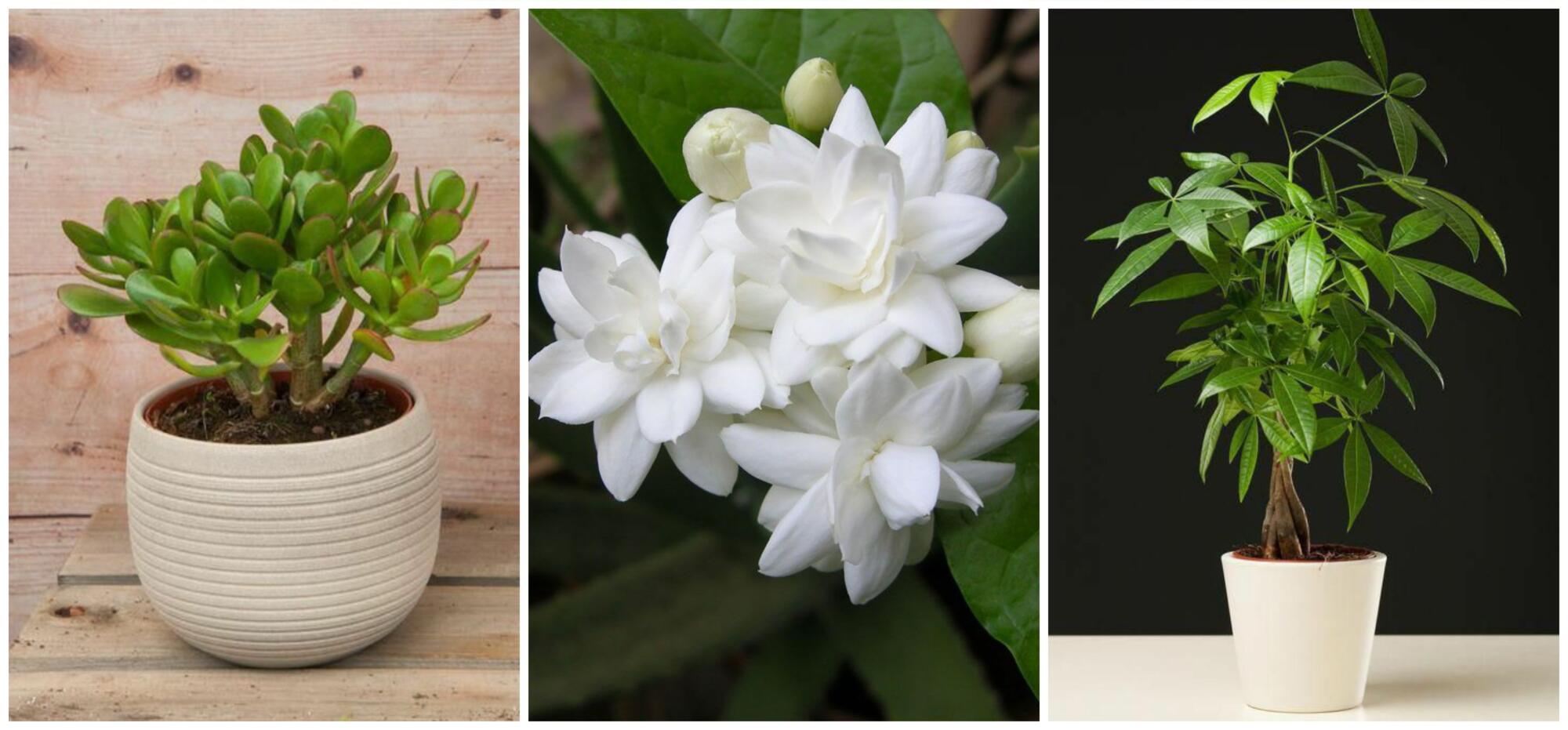 Four different potted plants with white flowers for good energy.