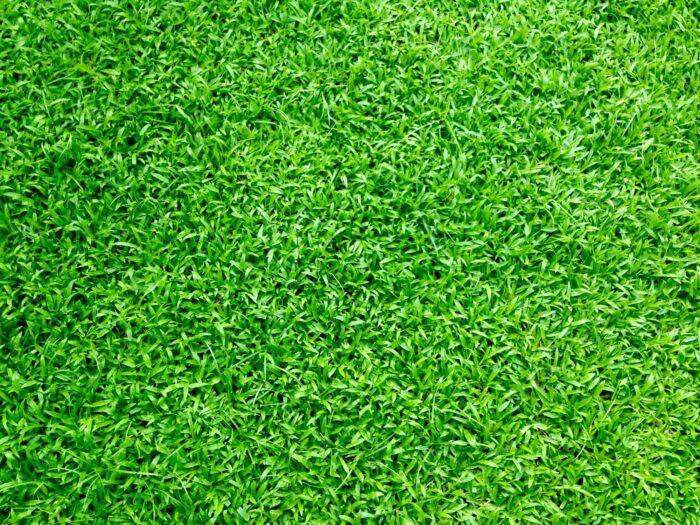 Decorate Backyard with Green Grass Field.