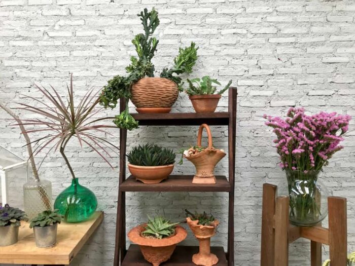A display of potted plants on a balcony shelf.