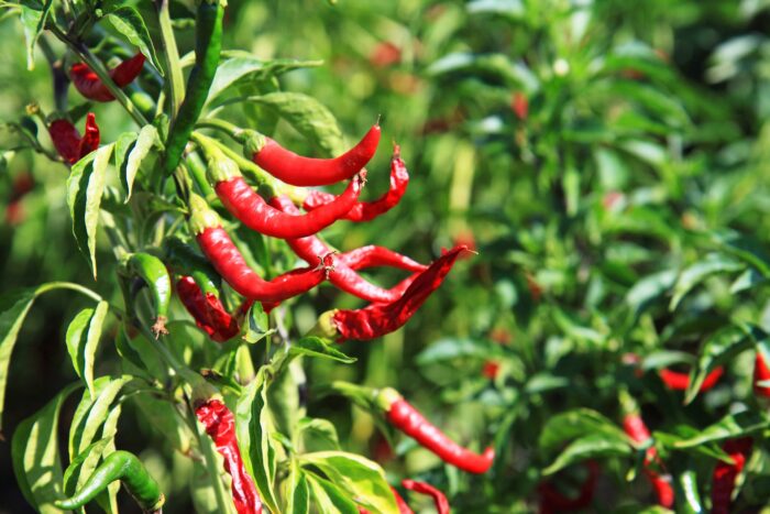 Red chili peppers growing on a plant used as wallpaper for decor.