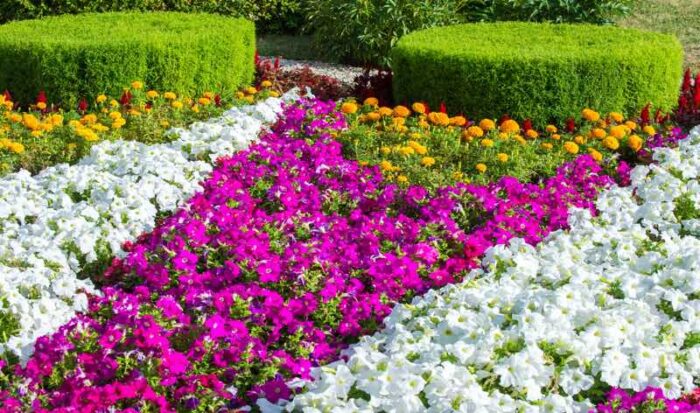Colorful flowers in a flower garden bed.