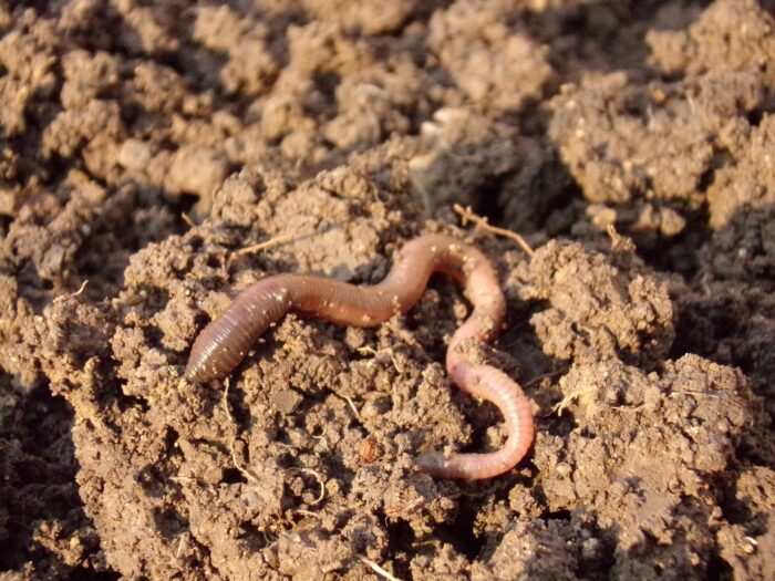 A worm in a raised bed garden.