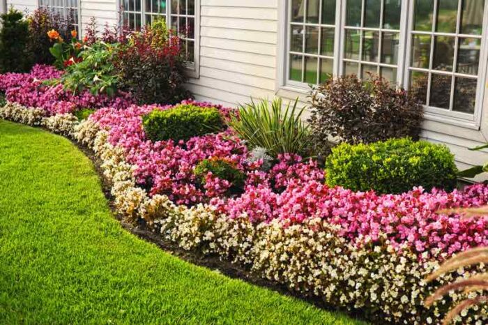 A flower garden with pink flowers in front of a house.
