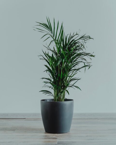 An indoor plant in a black pot on a wooden floor.