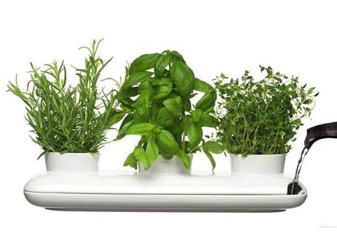 Herb garden with pots on tray.