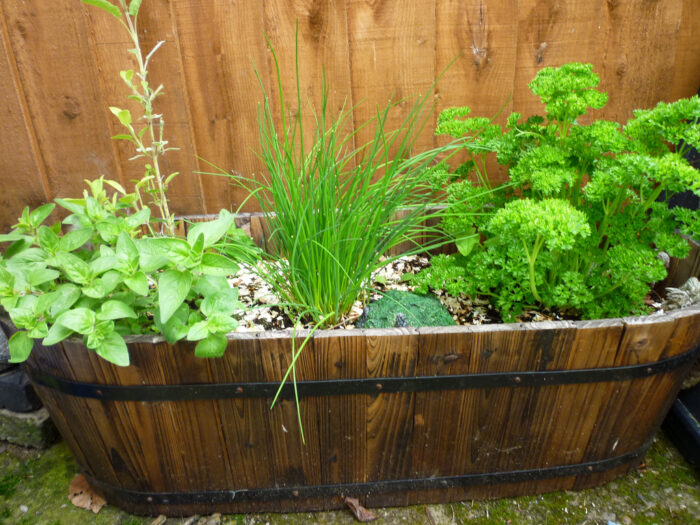 A wooden barrel showcasing an herb garden idea.