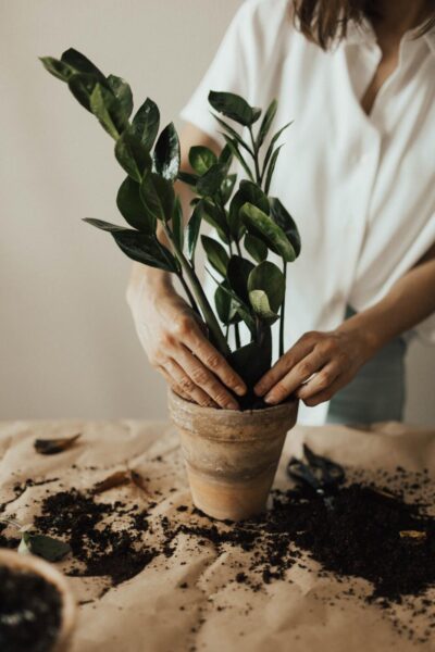 A woman is planting an indoor plant.