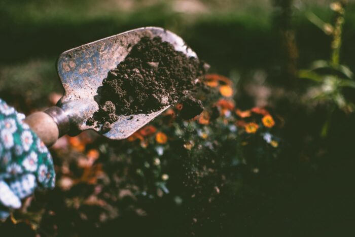 A person holding a shovel full of dirt in a garden, offering gardening tips.