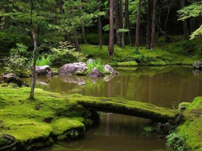 A serene moss covered bridge in a tranquil garden pond.