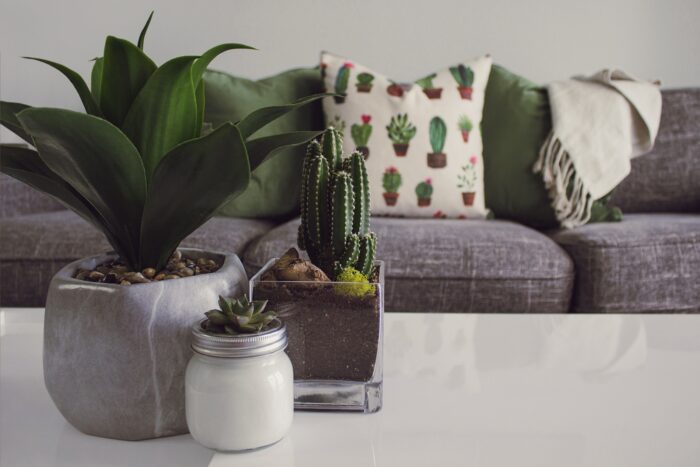 An indoor cactus on a gray couch.