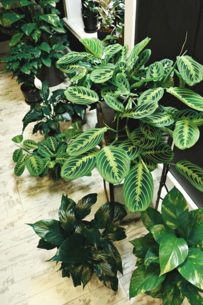 A row of indoor plants in a store.