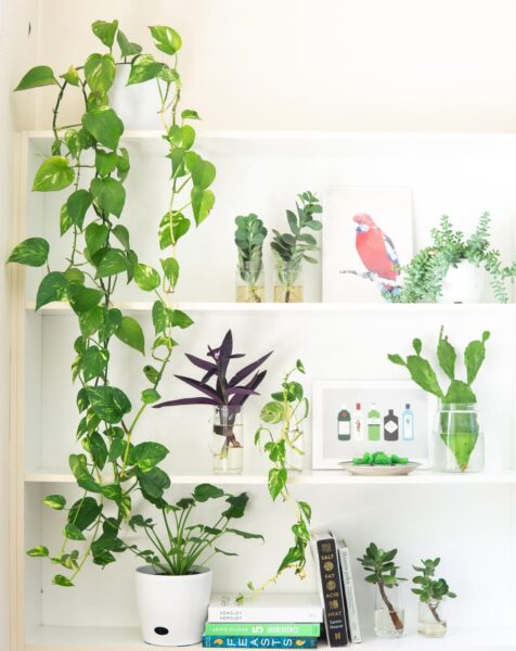 A white shelf with indoor plants and books on it.