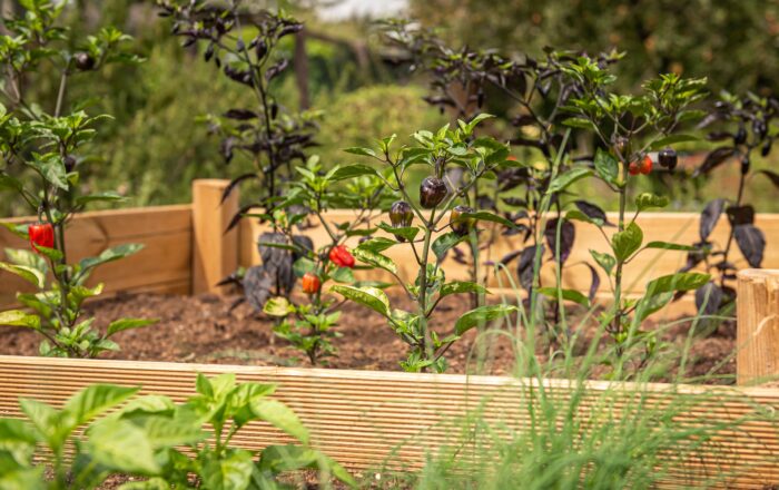 A raised garden bed with peppers growing in it makes raised bed gardening easy.