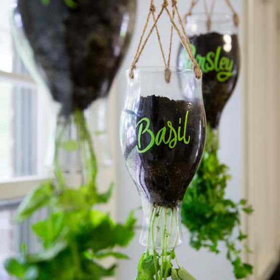 A group of wine glasses with herbs hanging from them in a Hanging Garden setting.