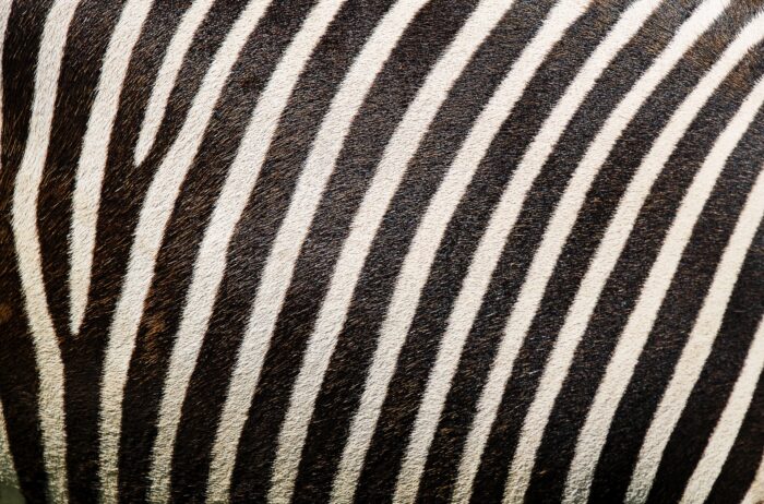 A black and white striped zebra wallpaper.