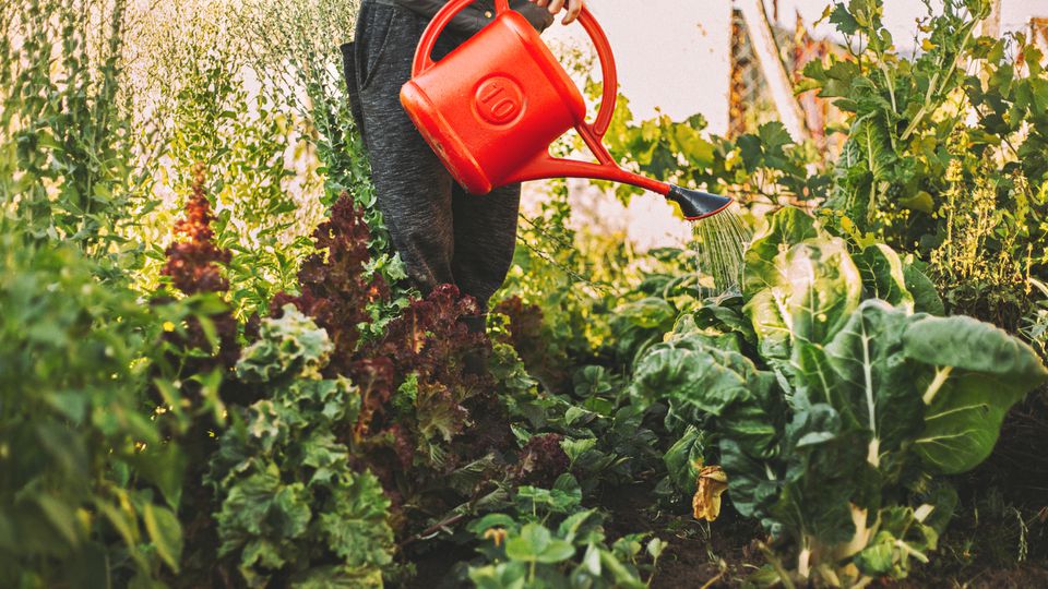 A man tending to a garden with a red watering can.