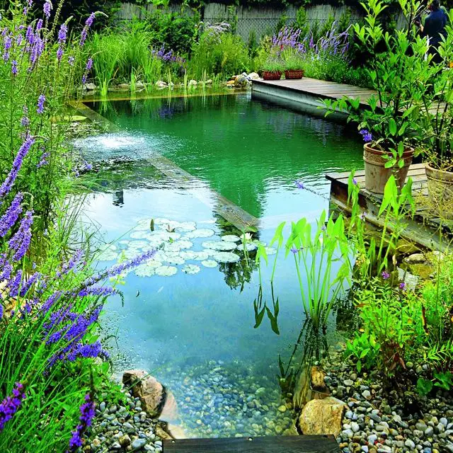 How to Build a Natural Swimming Pool in Your Backyard