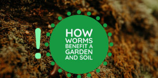 How Worms Benefit a Garden and Soil