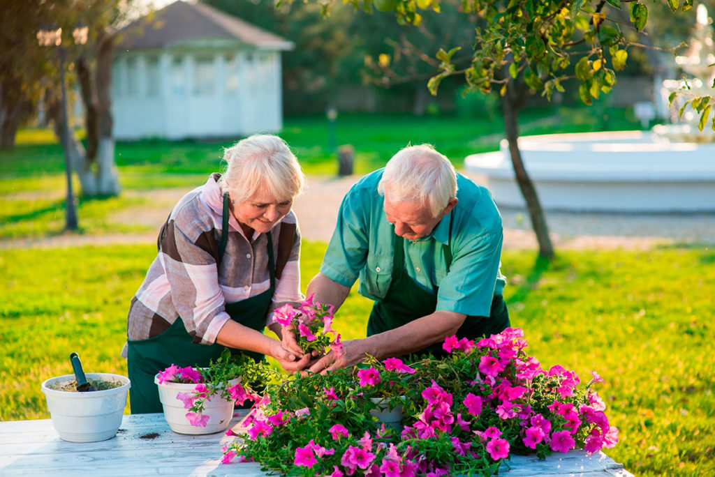 An older couple is gardening together.