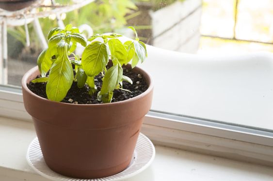 A potted basil plant in a herb garden sits on a window sill.