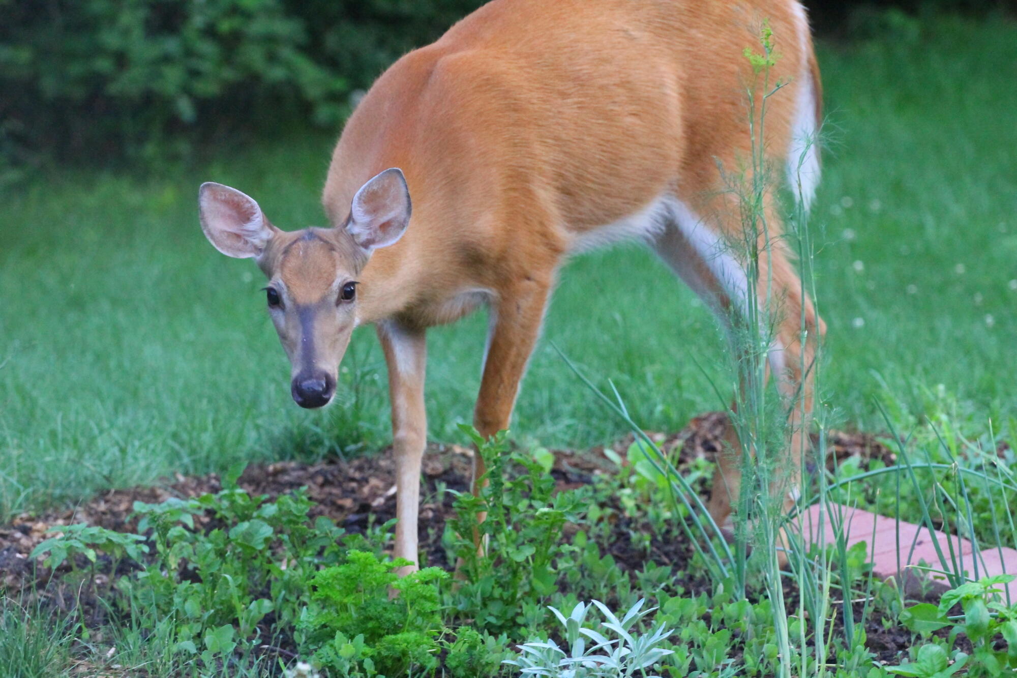 A deer is standing in a grassy yard.