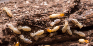 Termites Infesting