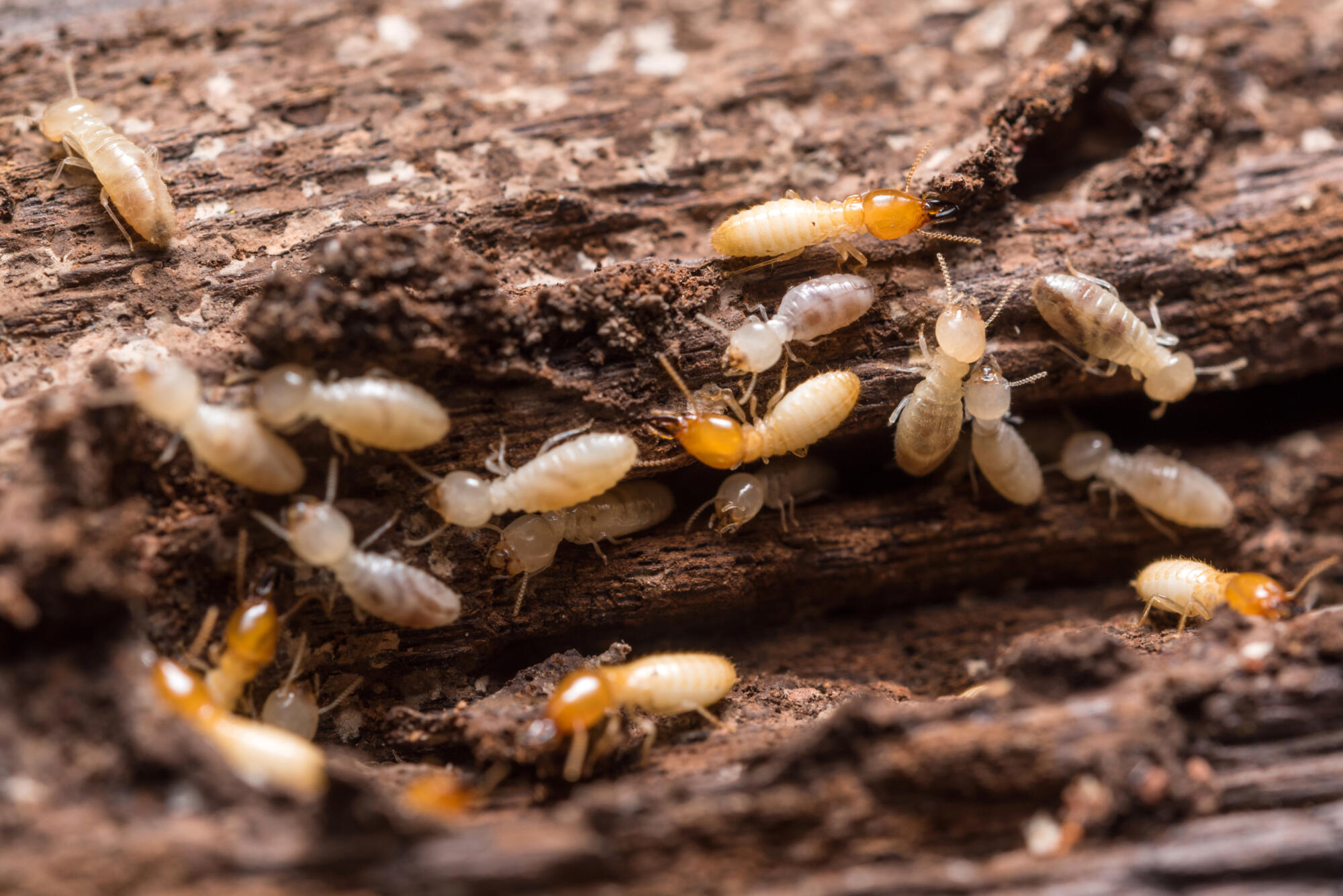 Termites infesting wood.