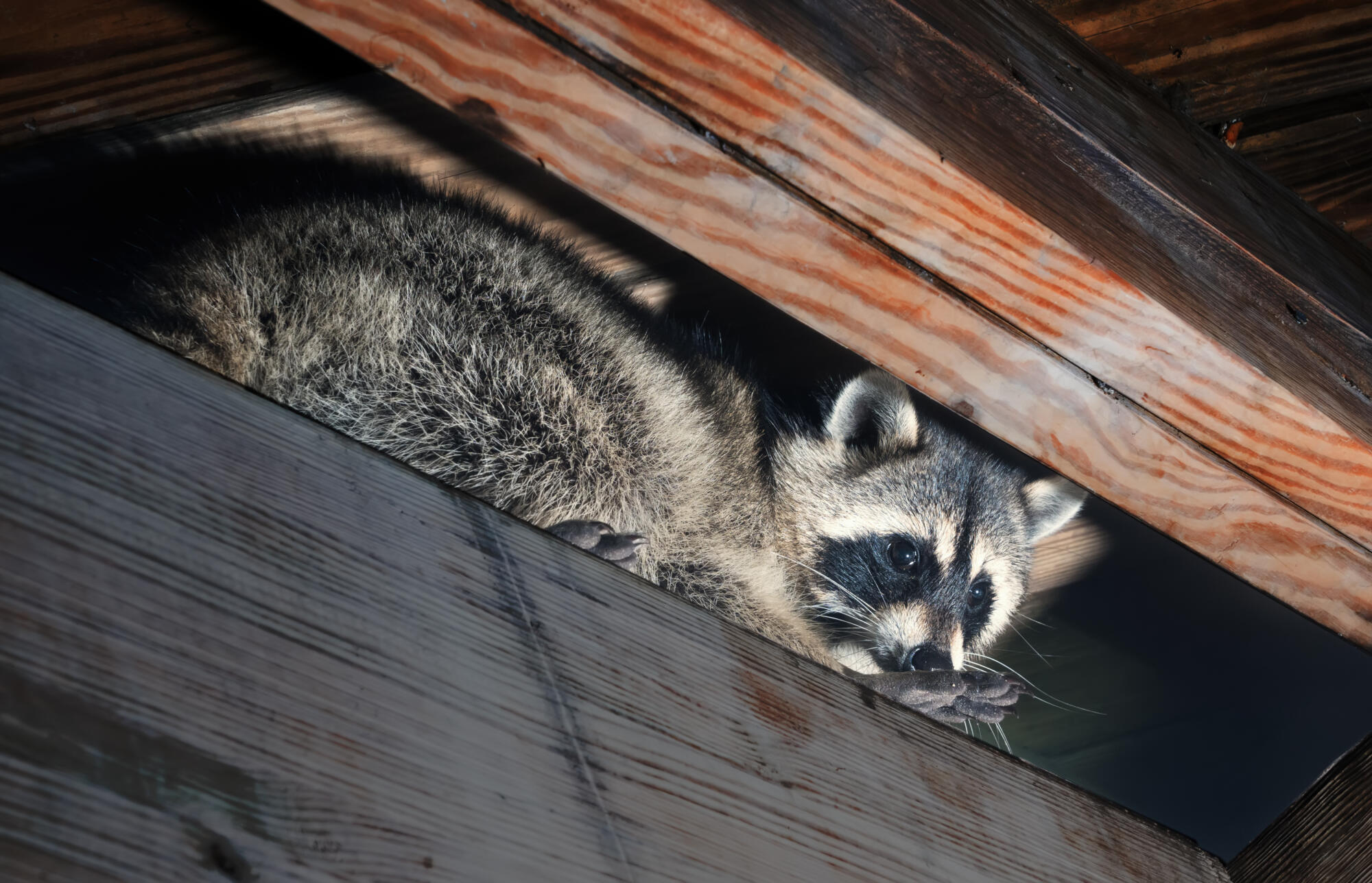 Wildlife & Critter Removal - Varmint Removal & Repair