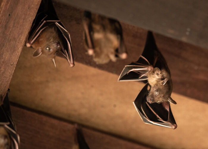 A group of bats hanging from a wooden ceiling in an attic.