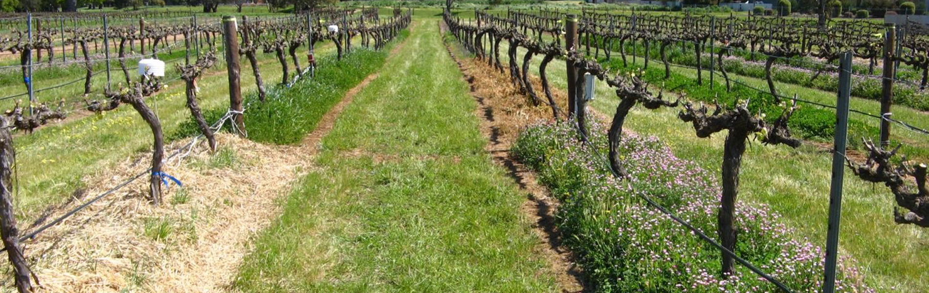 A row of vines in a vineyard with green under vine management equipment.
